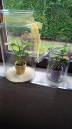 Twee glazen vazen met levende planten( 10 € voor de twee ), Maison & Meubles, Accessoires pour la Maison | Cloches, Enlèvement