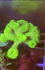 Koralenstekjes, Dieren en Toebehoren, Vissen | Aquariumvissen, Overige typen, Zoutwatervis