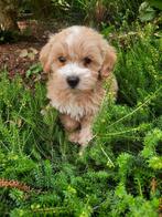 MALTIPOO PUPS, Dieren en Toebehoren, Honden | Chihuahua's en Gezelschapshonden, België, Maltezer, CDV (hondenziekte), 8 tot 15 weken