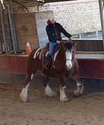 Braaf recreatie / wandel paard, Zadelmak, Recreatiepaard, Gechipt, Minder dan 160 cm
