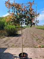 Leiboom photinia fraseri red robin voorjaarsactie, Tuin en Terras, Planten | Bomen, Ophalen, Winter, Leiboom