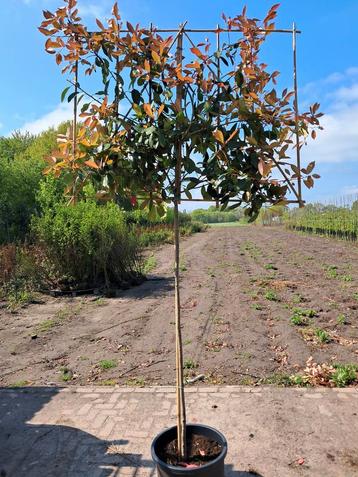 Leiboom photinia fraseri red robin voorjaarsactie, Enlèvement, Hiver, Espalier