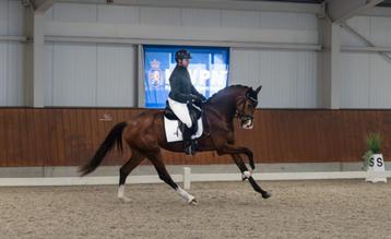 DS Sporthorses – zadelmak maken, training en verkoop beschikbaar voor biedingen