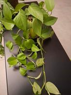 Epipremnum jade pothos plant, Huis en Inrichting, Kamerplanten, Ophalen