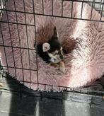 chihuahua pups, Dieren en Toebehoren, Honden | Chihuahua's en Gezelschapshonden, België, Fokker | Hobbymatig, 8 tot 15 weken, Meerdere