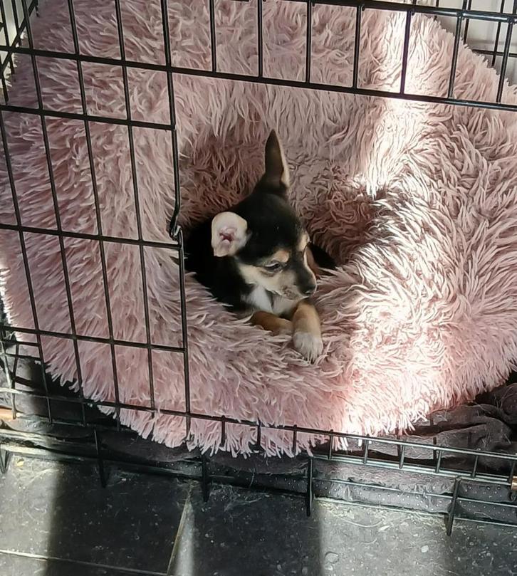 chihuahua pups, Dieren en Toebehoren, Honden | Chihuahua's en Gezelschapshonden, Meerdere dieren, Chihuahua, Fokker | Hobbymatig