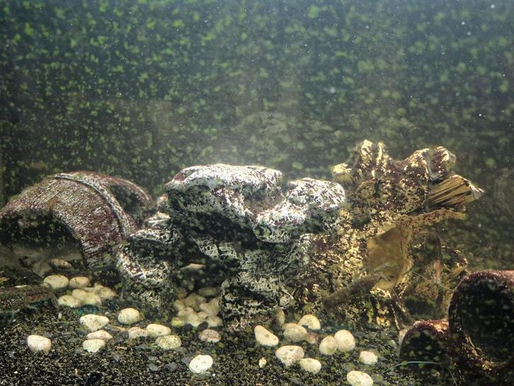 Aquarium te onderhouden, wegdoen wegens geen tijd meer, Dieren en Toebehoren, Vissen | Aquariumvissen