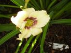 Hemerocallis planten in pot en met naam, Volle zon, Vaste plant, Zomer, Ophalen