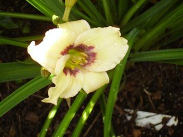 Hemerocallis planten in pot en met naam, Tuin en Terras, Planten | Tuinplanten, Volle zon, Vaste plant, Zomer, Ophalen