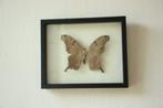 Taxidermie grote vlinder in kader, Ophalen, Zo goed als nieuw, Insect, Opgezet dier