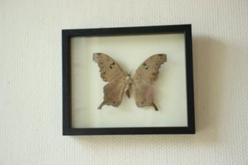 Taxidermie grote vlinder in kader beschikbaar voor biedingen