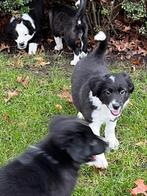 Border collie puppy’s NIET raszuiver, Dieren en Toebehoren, Honden | Herdershonden en Veedrijvers, CDV (hondenziekte), België