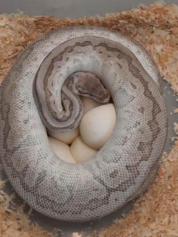 0.1 Axanthic VPI pastel lesser pinstripe 100het piebald beschikbaar voor biedingen
