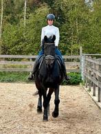 Zwarte BWP-ruin 1m82 – 15 j – dressuur, Dieren en Toebehoren, Paarden, 175 cm of meer, B, Gechipt, Ruin