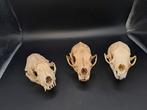 3 x crâne de martre, Collections, Collections Animaux, Comme neuf, Crâne, Autres, Enlèvement ou Envoi