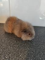 CH Teddy zeugjes, Dieren en Toebehoren, Knaagdieren, Vrouwelijk, Cavia