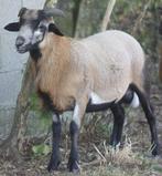 Kameroenkoppel ooi + ram  3,5j + 5 maanden, Schaap
