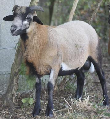 Kameroenkoppel ooi + ram  3,5j + 5 maanden beschikbaar voor biedingen