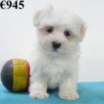 Chiots maltais à vendre (belges), Commerçant, Bichon maltais, 8 à 15 semaines, Plusieurs