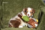Chocolat Merle en Chocolat bi-Tricolor Border Collie pups, Dieren en Toebehoren, Parvo, België, 8 tot 15 weken, Collie
