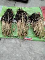 Japans bloedgras te koop, Tuin en Terras, Ophalen