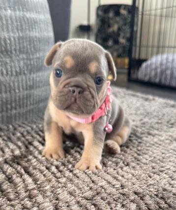 Prachtig nestje franse bulldog pups lilac tan teefje beschikbaar voor biedingen