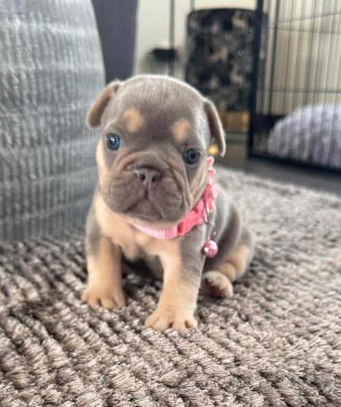 Prachtig nestje franse bulldog pups lilac tan teefje, Dieren en Toebehoren, Honden | Bulldogs, Pinschers en Molossers, Meerdere dieren