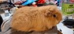 CH Teddy Buff beertje van 2023, Dieren en Toebehoren, Knaagdieren, Cavia, Mannelijk, Januari, Tam