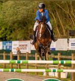 Amazone zoekt paarden om uit te brengen !, Animaux & Accessoires, Chevaux