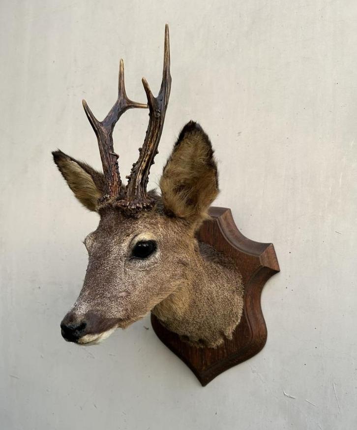 Hertekop of ree met gewei - topstaat - Taxidermie, Verzamelen, Dierenverzamelingen, Gebruikt, Gewei of Kop, Hert, Ophalen of Verzenden