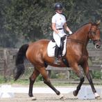 Schitterende allrounder voor recreatieve ruiter, 11 jaar of ouder, L, Ruin, Dressuurpaard