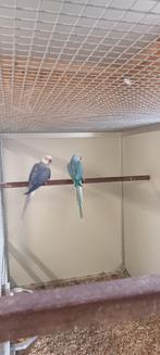 halsbanden halsbandparkiet ringnecks, Dieren en Toebehoren, Parkiet