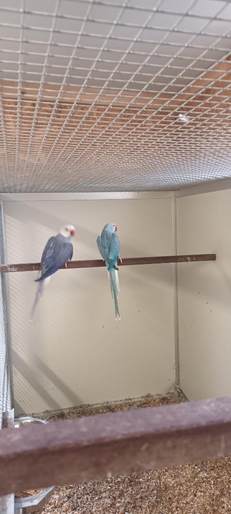 halsbanden halsbandparkiet ringnecks, Dieren en Toebehoren, Vogels | Parkieten en Papegaaien, Parkiet