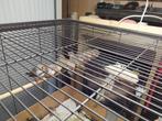 zebravinken, Dieren en Toebehoren, Vogels | Kanaries, Meerdere dieren