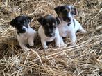 Jack russell pups
