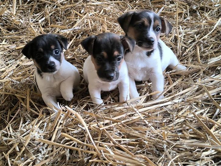 Jack russell pups, Dieren en Toebehoren, Honden | Jack Russells en Terriërs, Meerdere dieren, Jack Russell Terriër, Fokker | Professioneel