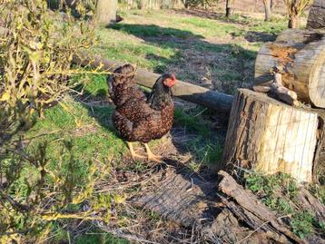 Broedeieren Barnvelder, Dieren en Toebehoren, Pluimvee