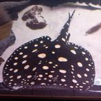 Potamotrygon black diamond male, Dieren en Toebehoren, Vissen | Aquariumvissen, Vis, Zoetwatervis