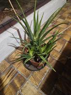 Alo vera planten 4 in 1 pot, Tuin en Terras, Ophalen of Verzenden