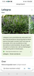 Leliegras vaste plant, Enlèvement ou Envoi, Hiver, Plante fixe