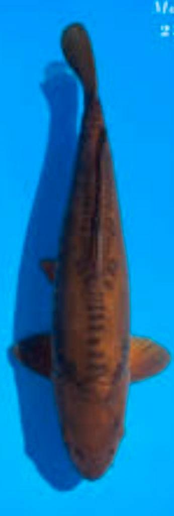 Japanse koi Chagoi chocolade 40cm beschikbaar voor biedingen