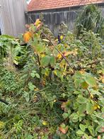 Braambesstruik, Enlèvement