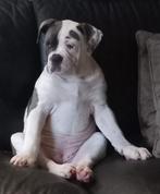 Zeer mooi Amerikaans bulldog meisje, Animaux & Accessoires, Parvovirose, Particulier, Pays-Bas, Un chien