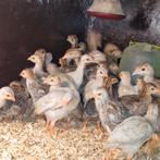 Parelhoen kuikens en kalkoenen kuikens te koop, Dieren en Toebehoren, Pluimvee