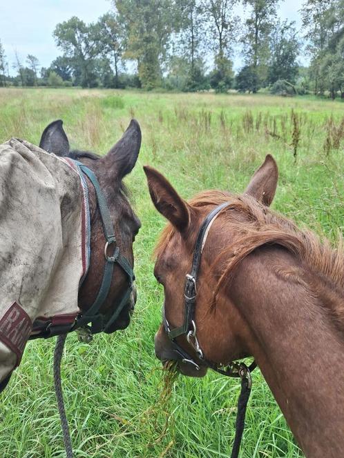 GEZOCHT winterdekens paard, Animaux & Accessoires, Chevaux & Poneys | Couvertures & Couvre-reins, Comme neuf, Couverture, Couverture