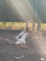 2 loopeendjes te koop, Dieren en Toebehoren, Meerdere dieren, Eend