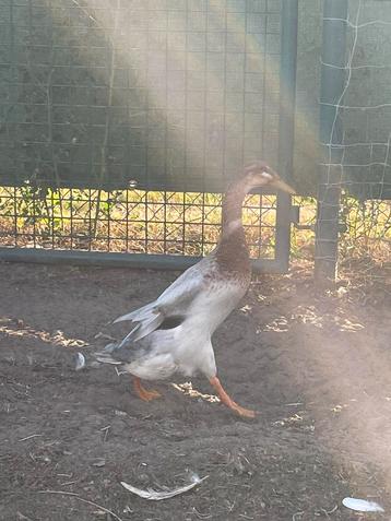 2 loopeendjes te koop beschikbaar voor biedingen