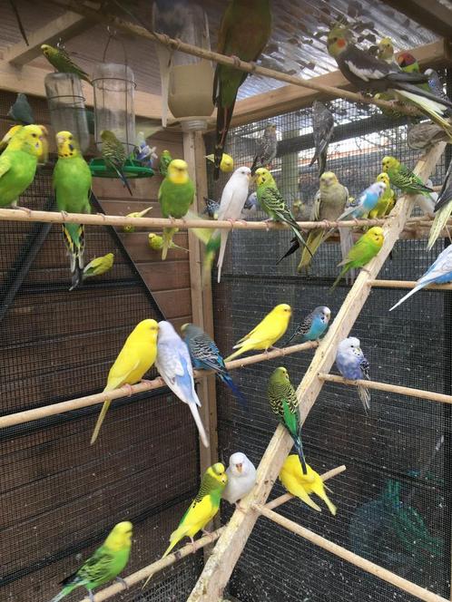 ZEER MOOIE GRASPARKIETJES NU 15 EURO/KOPPEL, Dieren en Toebehoren, Vogels | Parkieten en Papegaaien, Parkiet, Meerdere dieren