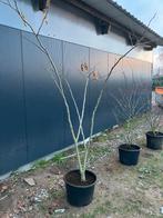 Meerstammige albizia julibrissin te koop, Tuin en Terras, Ophalen