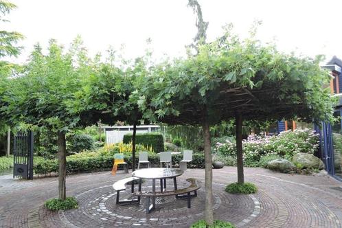 DAKBOMEN PARASOLBOMEN voor tuin en terras!, Tuin en Terras, Planten | Bomen, Dakboom, 250 tot 400 cm, Volle zon, Lente, Ophalen of Verzenden